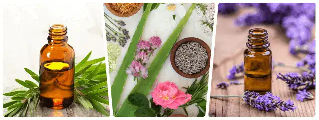 Imagen de diferentes aceites esenciales: citronela, lavanda, eucalipto, árbol de té