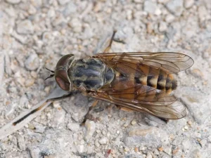 Foto macro del Tábano Común (Tabanus bovinus), reconocible por sus grandes ojos verdosos.