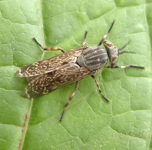 Primer plano del Tábano de la Lluvia (Haematopota pluvialis) mostrando el patrón moteado de sus alas.