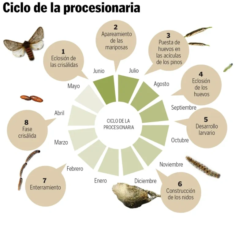 Infografía del calendario anual de la oruga procesionaria, mostrando el riesgo en cada estación del año.