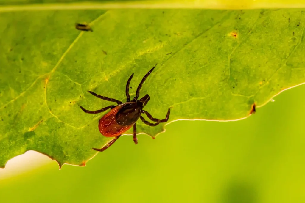 Imagen clara y bien iluminada de una garrapata Ixodes ricinus sobre una hoja