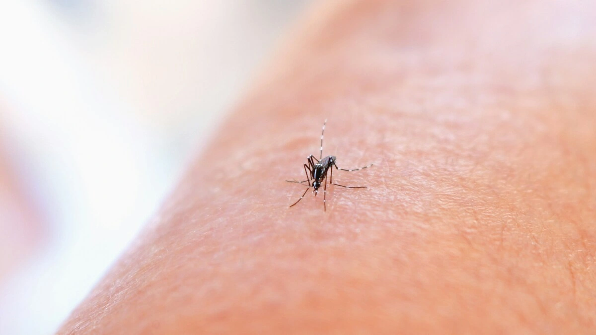 Análisis de un mosquito tigre bajo una lupa, representando la identificación de los tipos de mosquitos en España.