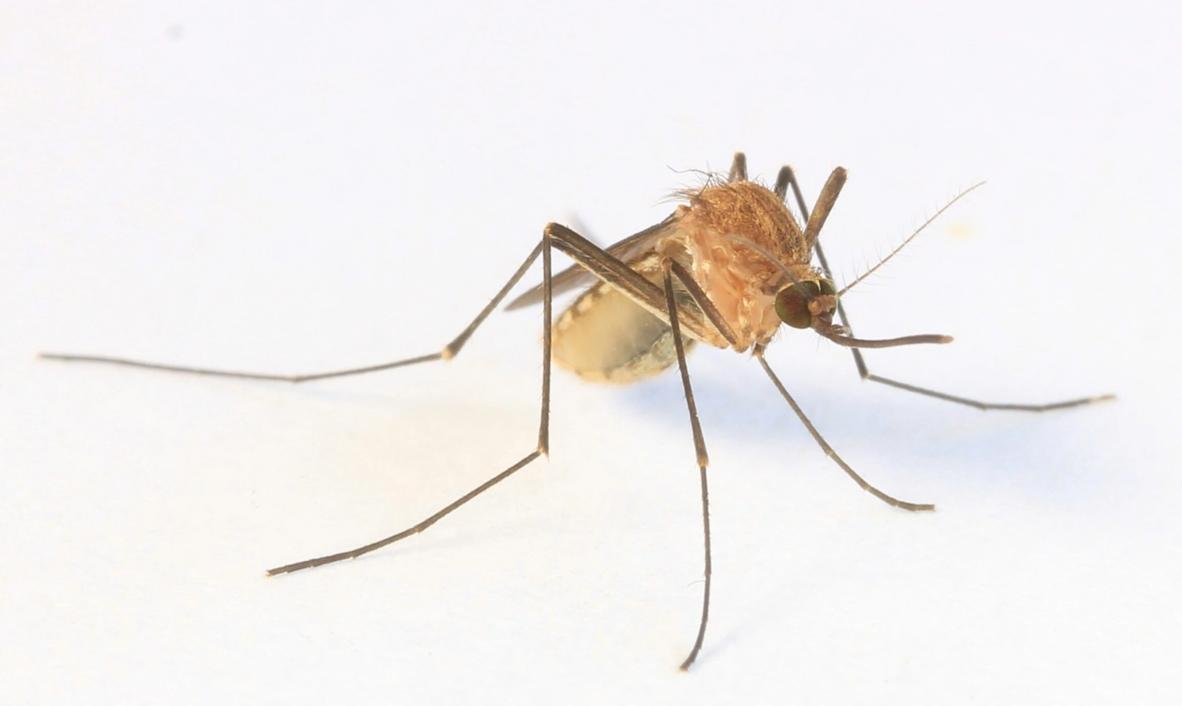 Mosquito común (Culex pipiens) mostrando su característico color marrón uniforme.