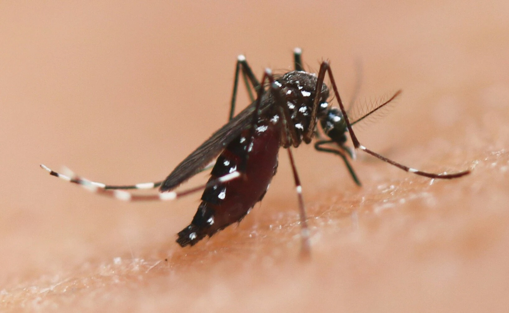 Foto de un mosquito tigre (Aedes albopictus) donde se aprecian sus rayas blancas y negras en el cuerpo y las patas.
